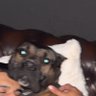 Donnie Brasko profil fotoğrafı