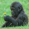 Pepipé 🌼🦍 的头像