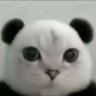 Profilbild von N