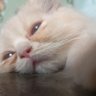 Profilbild von samatcha