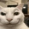 Kucing NPC's profile picture