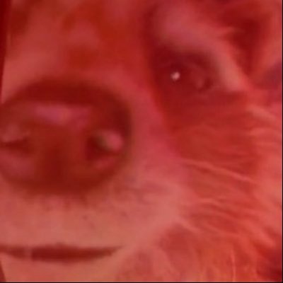 DrunkRacc's profile picture