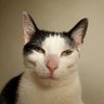 Profilbild von mikkelele