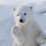 Profilbild von Thangld