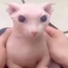 PangolinCosmicoZ profil fotoğrafı
