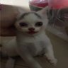 Monkey Guy's profile picture