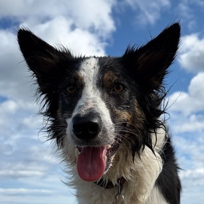 Kesthecollie's profile picture