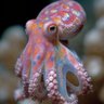 ahtopot🐙🐙 的头像