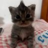 yazan profil fotoğrafı