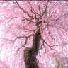 西野博之 profil fotoğrafı