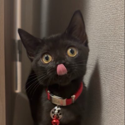jijicat0308's profile picture