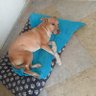 Lucia Chevalier's profile picture