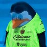 Jose🐎💚🖤🇲🇽 profil fotoğrafı