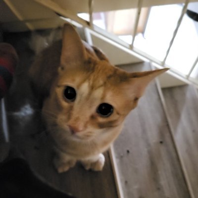 🇨🇦Foxy OF Sillytwt :3🏳️⚧️'s profile picture