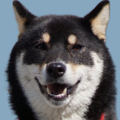 柴犬 お市さん's profile picture