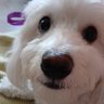 okarids's profile picture