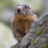 Marmottine du Sud's profile picture