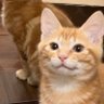 Lava🐈⬛🔥 profil fotoğrafı