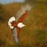 Profilbild von Aigle Rouge