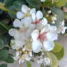 Xiao Baihe profil fotoğrafı