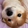 Profilbild von PUPPY-汪汪
