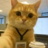 Profilbild von O Dono da Livraria