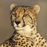 Cheetah.'s profile picture