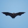 Jérôme 🦇 🇫🇷🇪🇸🇪🇺 的头像