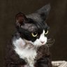 Catish Cat's profile picture