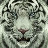 Profilbild von White Tiger
