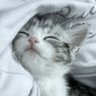 くあら's profile picture