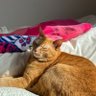 マルセルゴッツ🌸 profil fotoğrafı