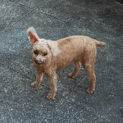 羽's profile picture