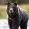 Profilbild von Mr bear