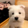 Ziye profil fotoğrafı