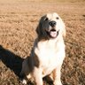 愿许秋风知我意 profil fotoğrafı