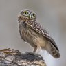 Фото профиля little owl