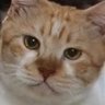 Profilbild von Pak Dion Sumaryono