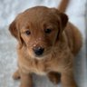 Profilbild von The Golden Retriever