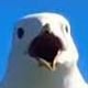 Jonathan Livingston Seagull (Hidden)'s profile picture