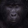 Gonzalo Matias's profile picture