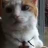 Profilbild von Nescu O.o