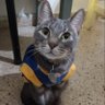 Фото профиля Gatito Bostero