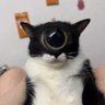 whisk's profile picture