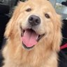 Profilbild von あらた!コンペイトウが大好き