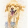 🕊️やもめのりょうさん２🕊️'s profile picture
