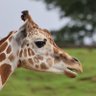 きりんじ profil fotoğrafı