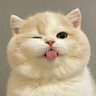 TAIGA profil fotoğrafı