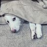 🇯🇵犬のお言葉🇯🇵's profile picture