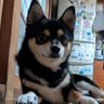 Profilbild von 霧